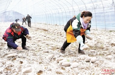 大湾村特色种植促增收