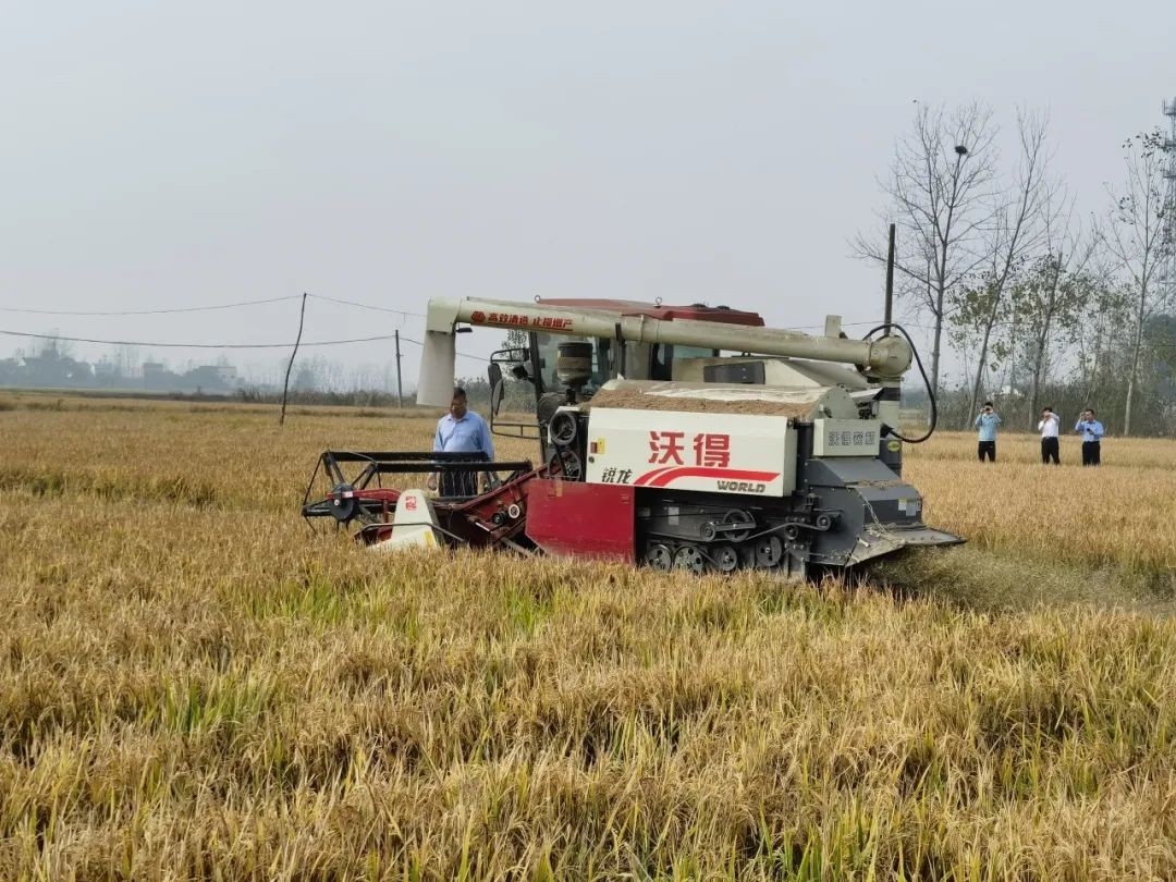 霍邱再生稻“一种两收” 增产增收“好门道”